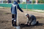 Перед самыми праздниками появились еще две аллеи памяти в Поспелихинском районе.